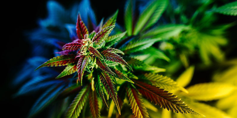 Cannabis and hallucinations FAQ
