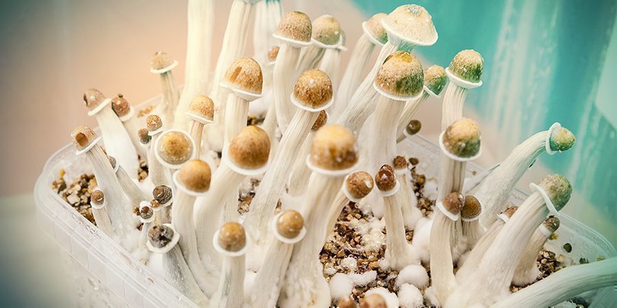 SHOULD YOU SMOKE MAGIC MUSHROOMS