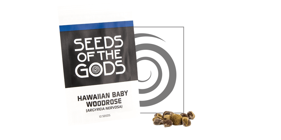 Morning Glory Vs Hawaiian Baby Woodrose What S The Difference Zamnesia Blog