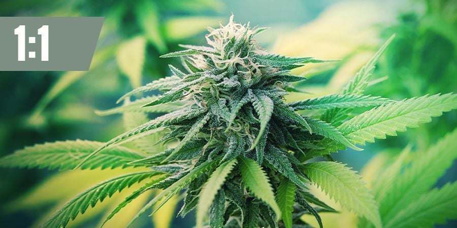 THE BEST 1:1 STRAINS FOR PAIN RELIEF