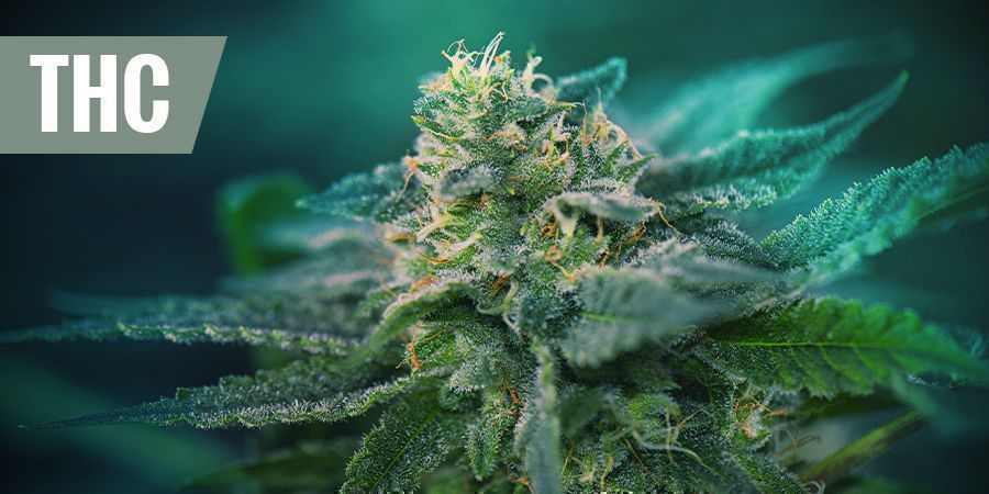 THE BEST THC STRAINS FOR PAIN RELIEF