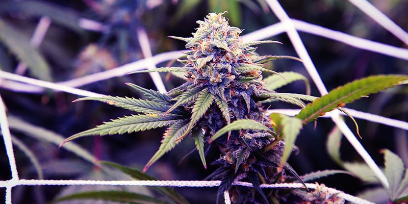 How To Grow Purple Cannabis