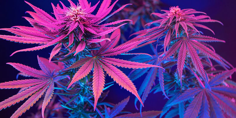 How Not To Turn Your Cannabis Purple