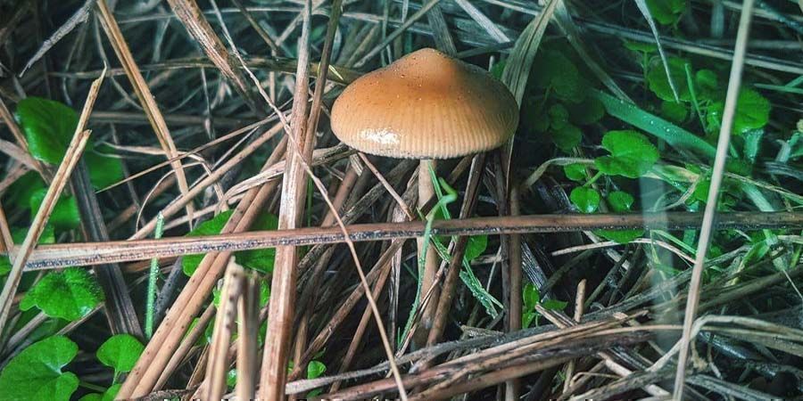How To Cultivate Psilocybe Azurescens