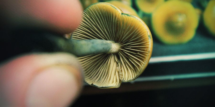 psilocybin mushroom