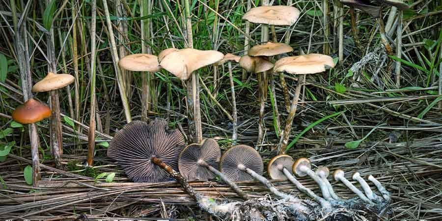 What Is Psilocybe Azurescens?