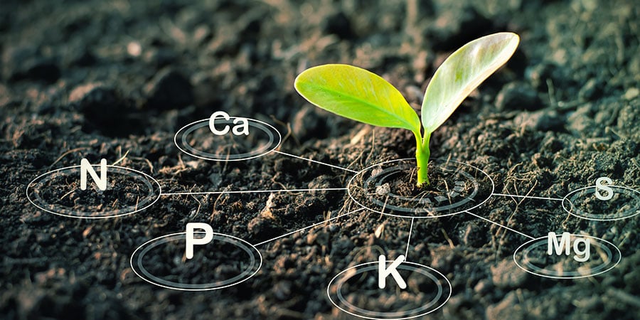 Cannabis Nutrients