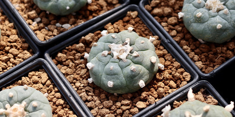 Does Lophophora decipiens contain more mescaline than williamsii?