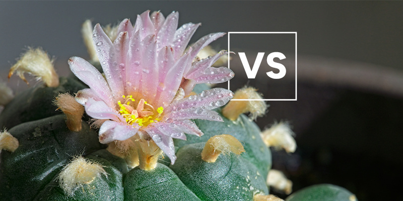 How does it compare to other peyote species?