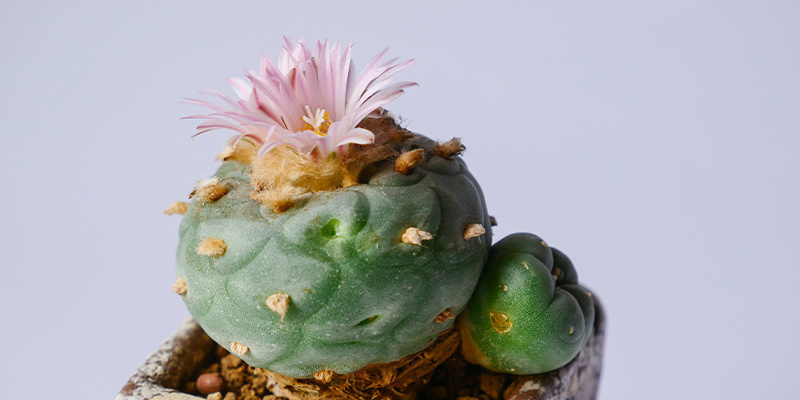 Is it legal to grow Lophophora decipiens?