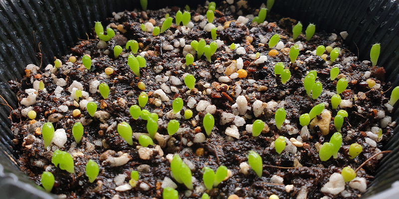Lophophora decipiens: Fast-growing, fascinating, and full of potential