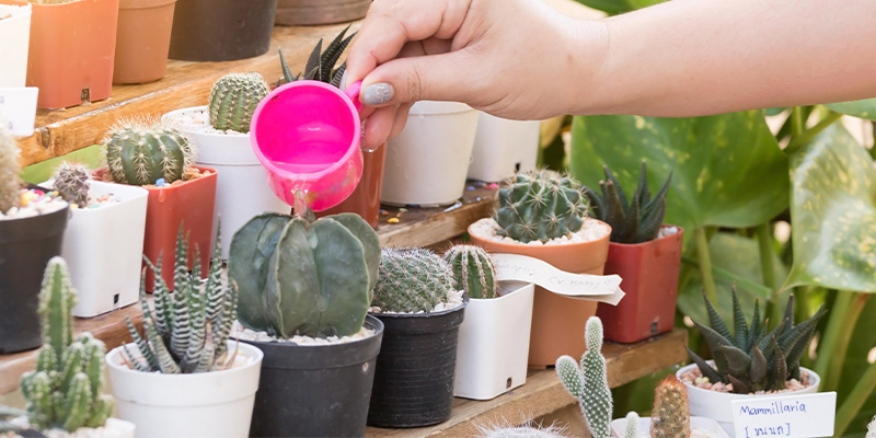 Watering, light, and temperature