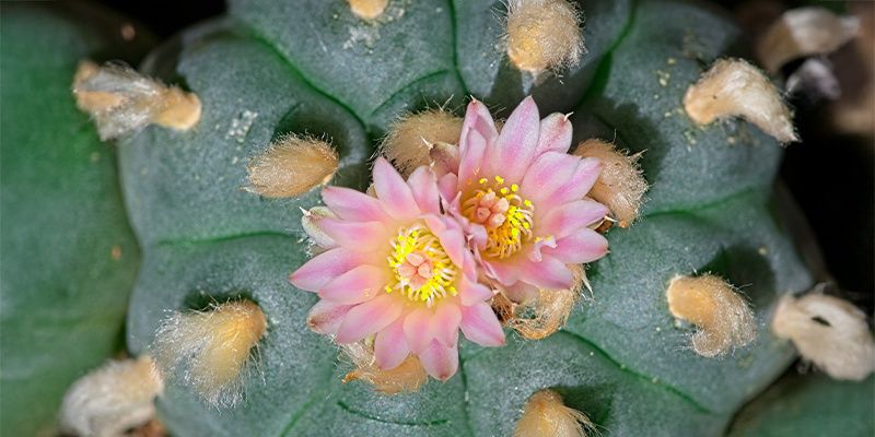 What is Lophophora decipiens?