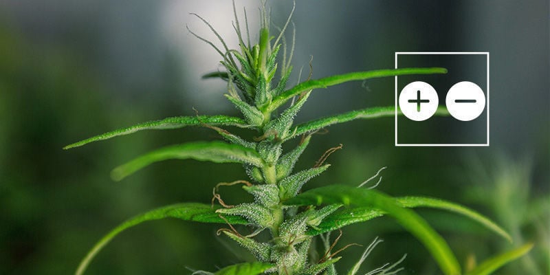 Foxtailing Cannabis Buds: Good Or Bad?