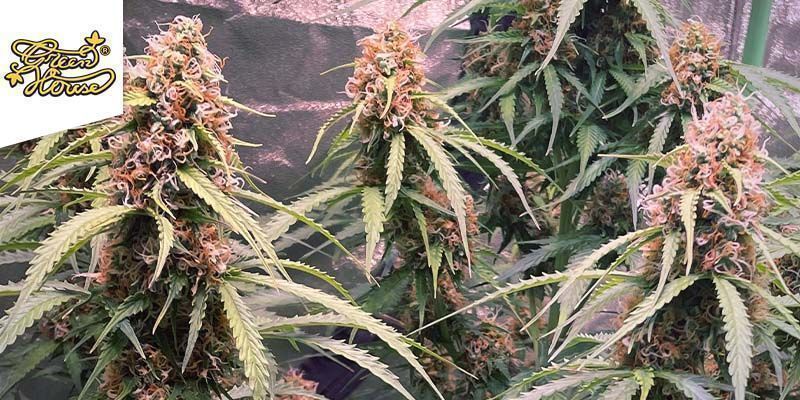 Growing guide for growing promising feminized seed