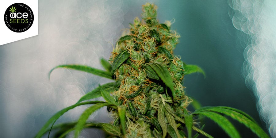 Orient Express (Ace Seeds) Feminized