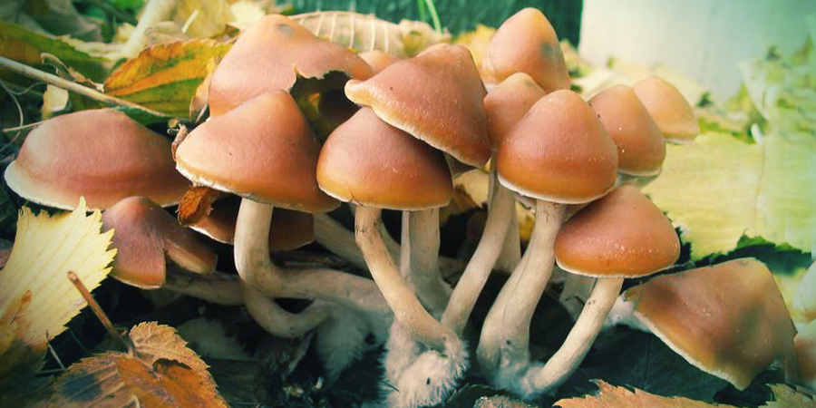 How To Identify Different Types Of Magic Mushrooms Zamnesia Blog