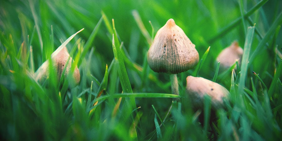 Psilocybe Semilanceata