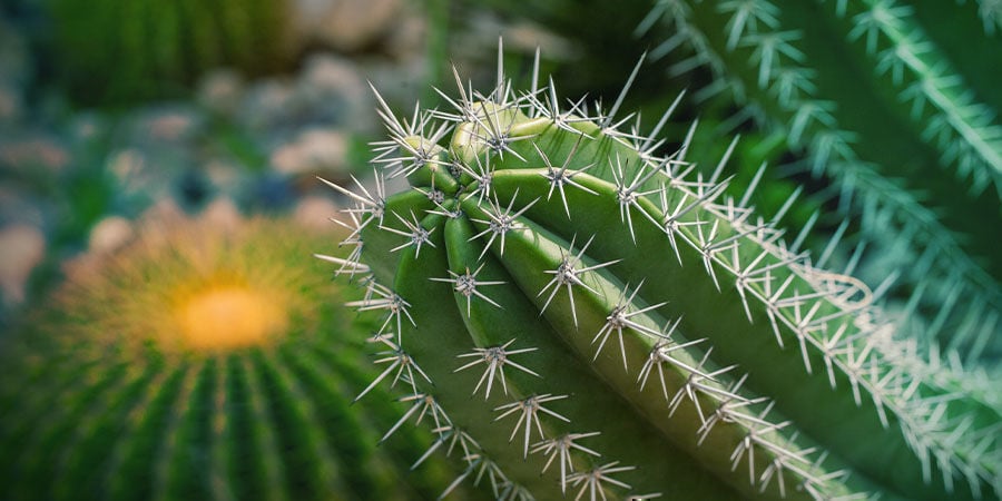 WHAT IS SAN PEDRO CACTUS?