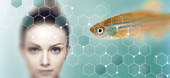 Getting Zebrafish High Can Help Us Understand Human Addiction