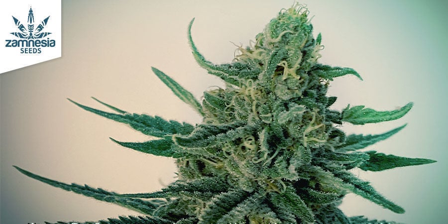 Gorilla Glue Auto Strain History