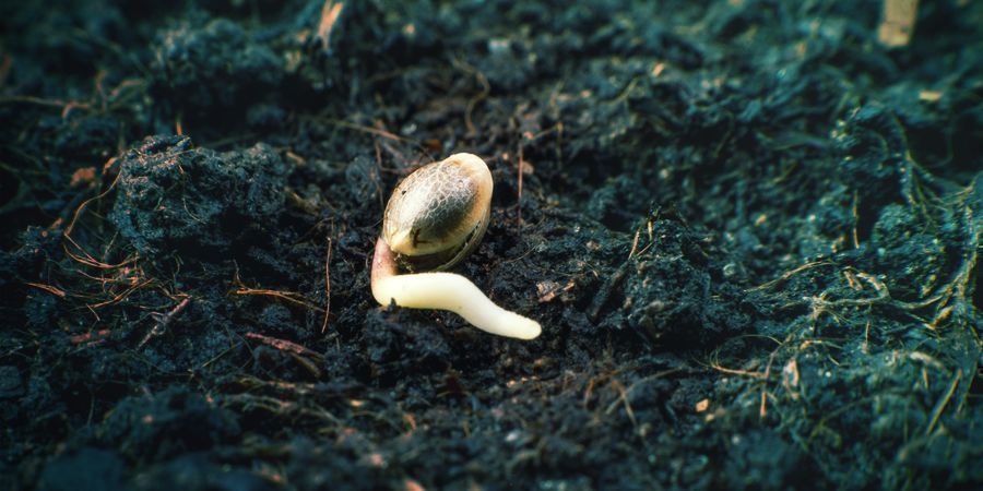 Germinating Stage