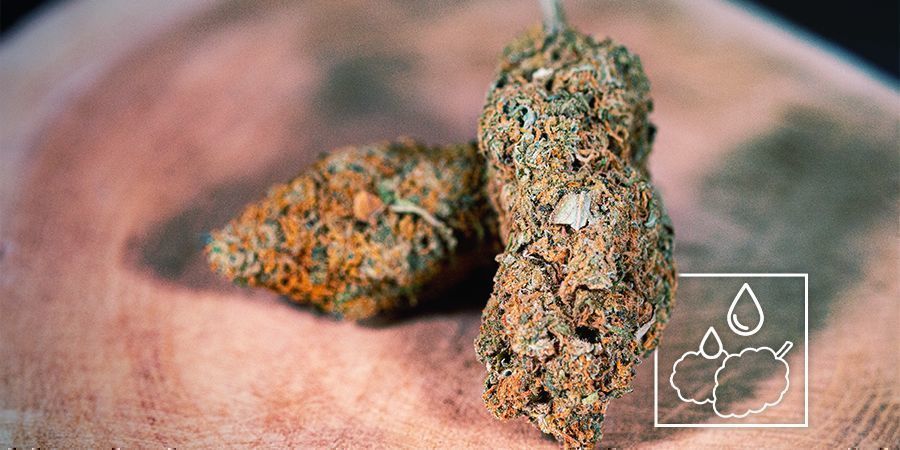 Can You Rehydrate Dried-Out Cannabis Buds?