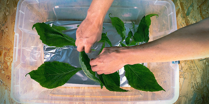 https://www.zamnesia.com/img/cms/Blog/1552_How_To_Process_Your_Salvia_Divinorum_Plant/CALCIUM-CHLORIDE-CACL2-DRYING.jpg