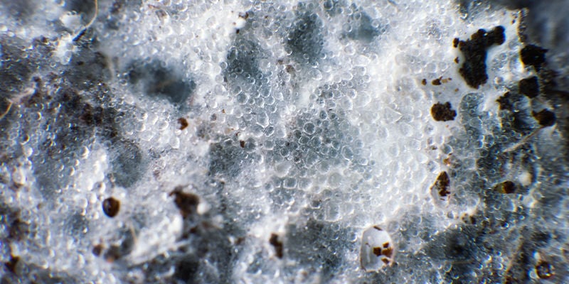 Cottony And Fluffy Mycelium, Aka Tomentose