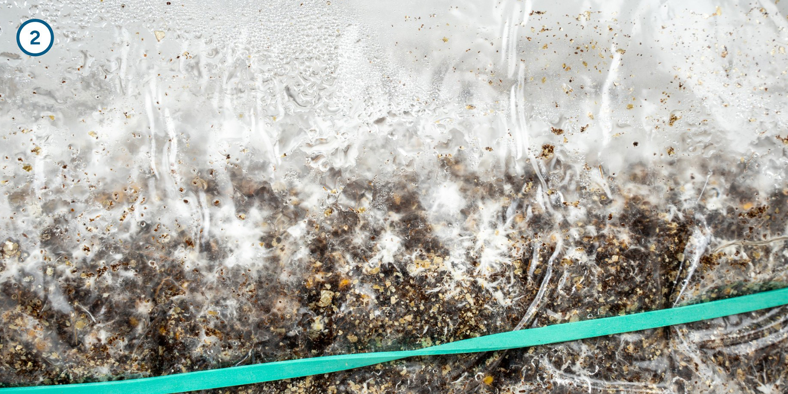 Cultivating magic mushroom mycelium at home