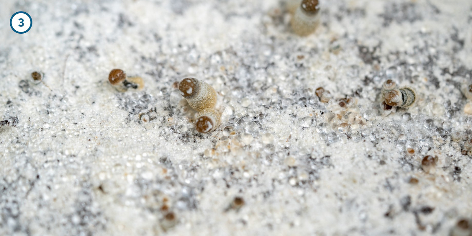 Cultivating magic mushroom mycelium at home