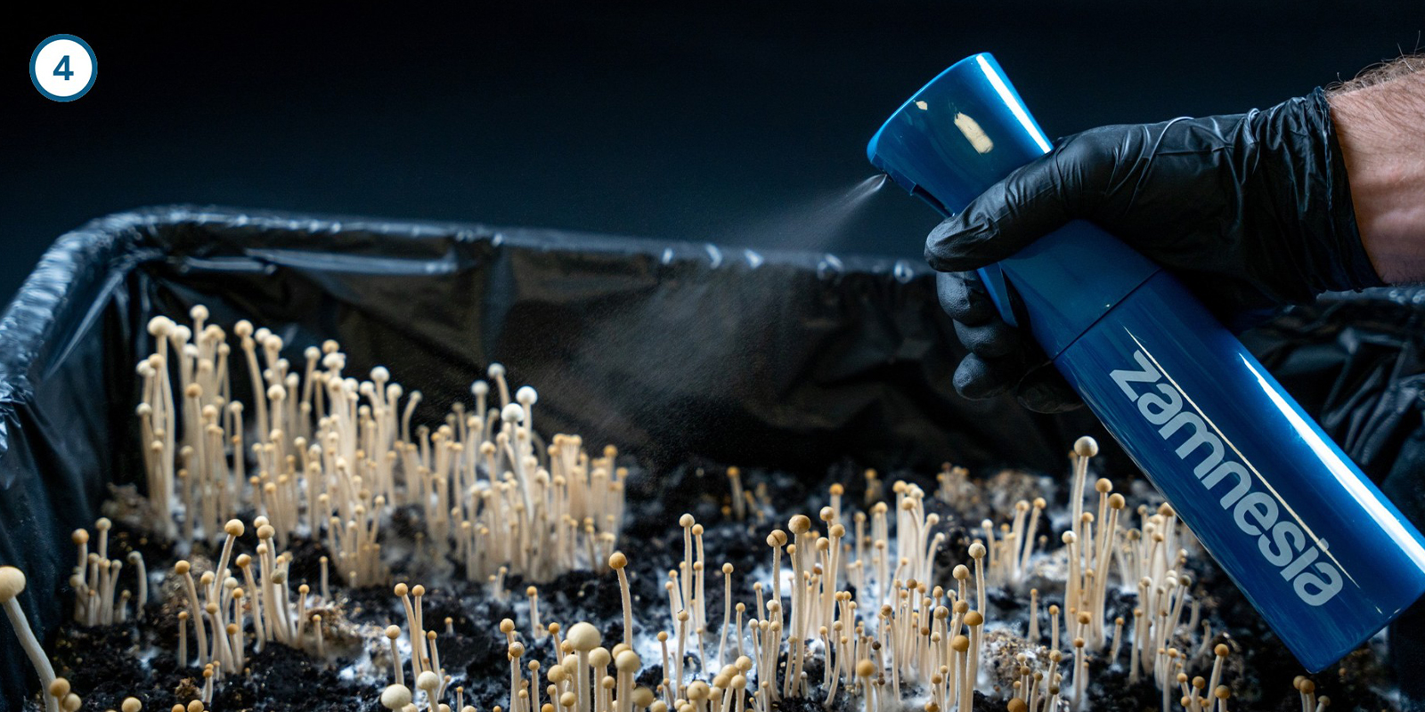 Cultivating magic mushroom mycelium at home