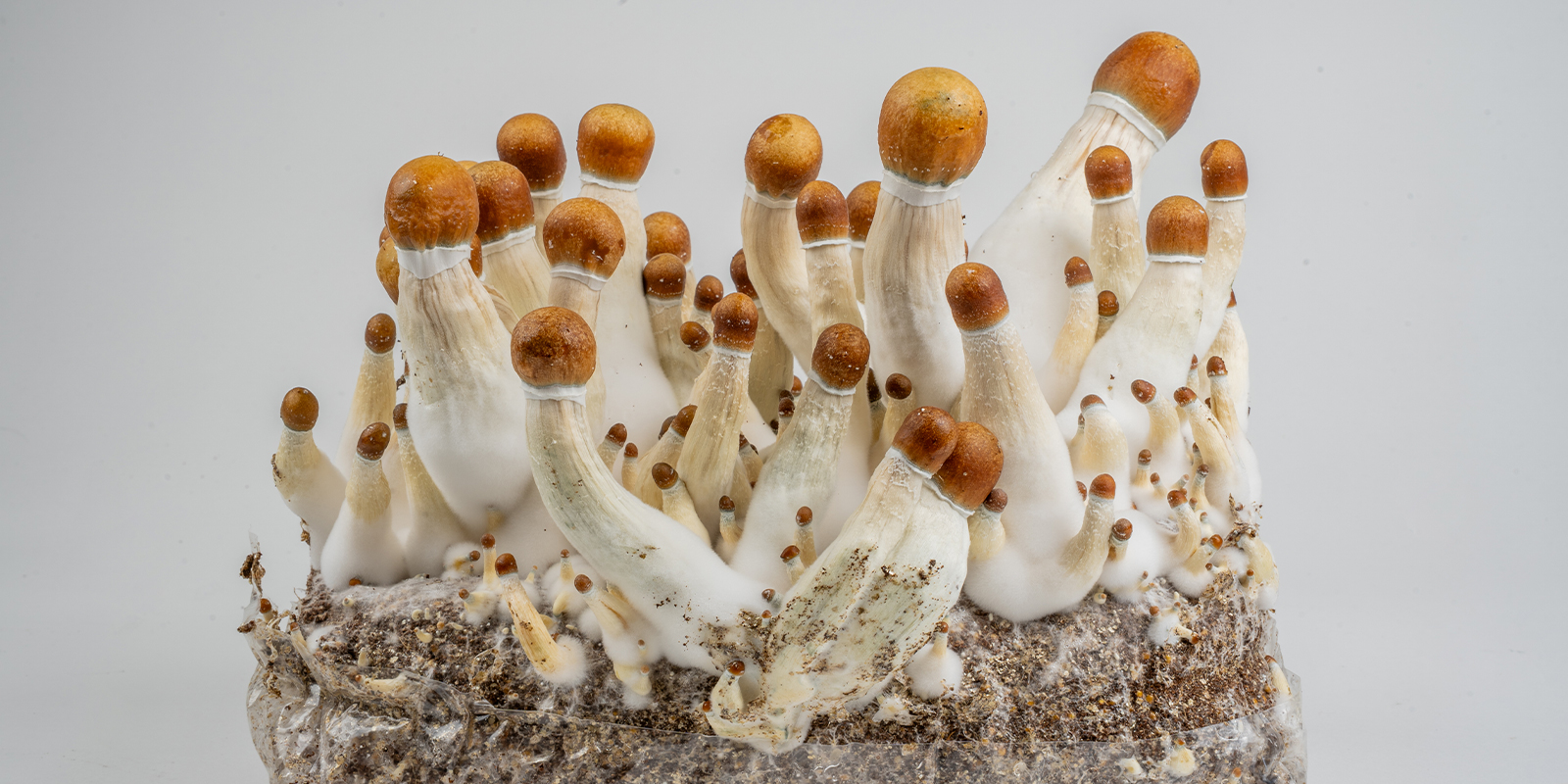 From mycelium to magic mushrooms: Your next steps