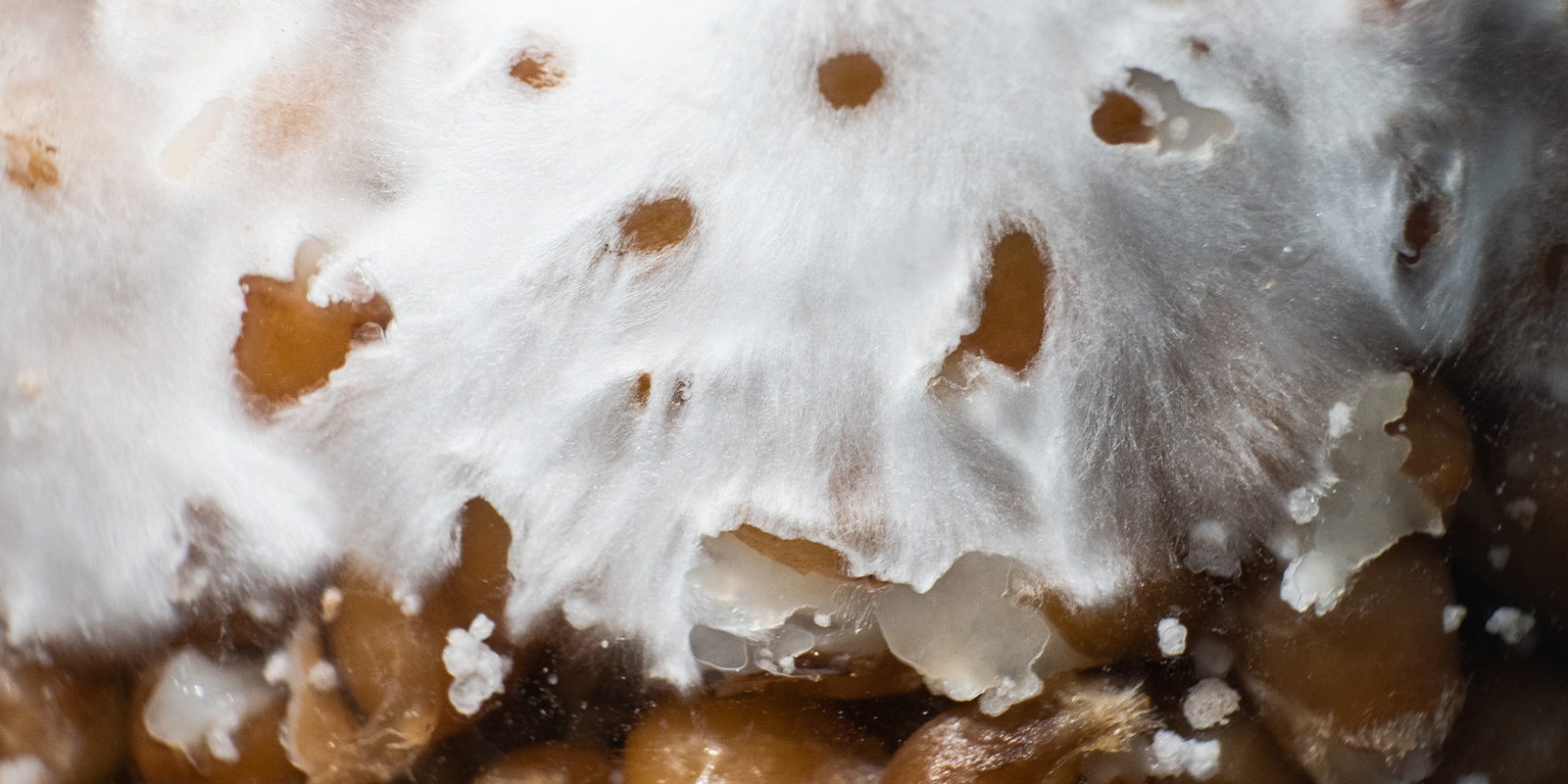 Is mycelium psychedelic?