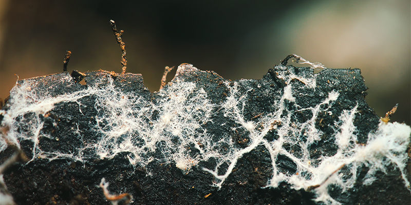 The Function Of Mycelium