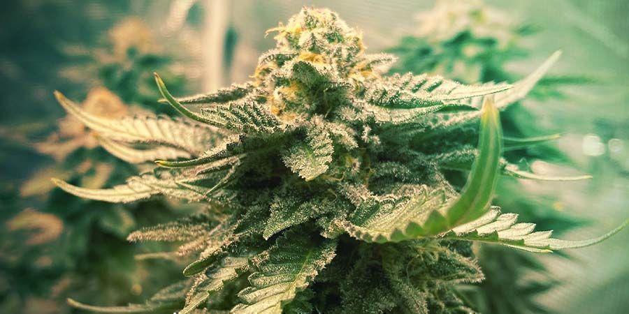 Girl Scout Cookies - Genetics And Growing Traits