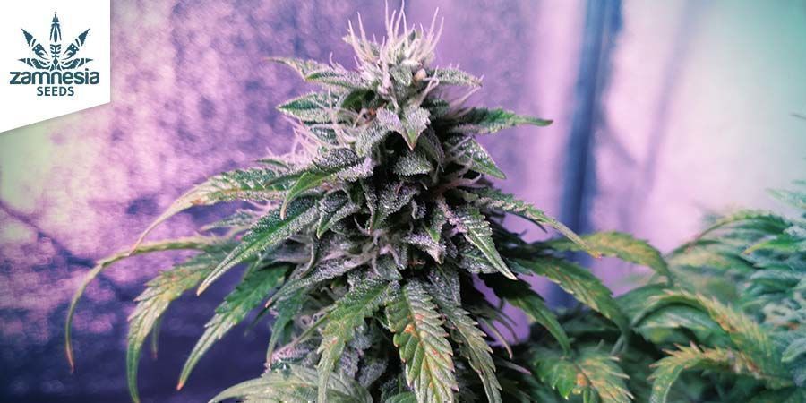 Blueberry Automatic (Zamnesia Seeds)