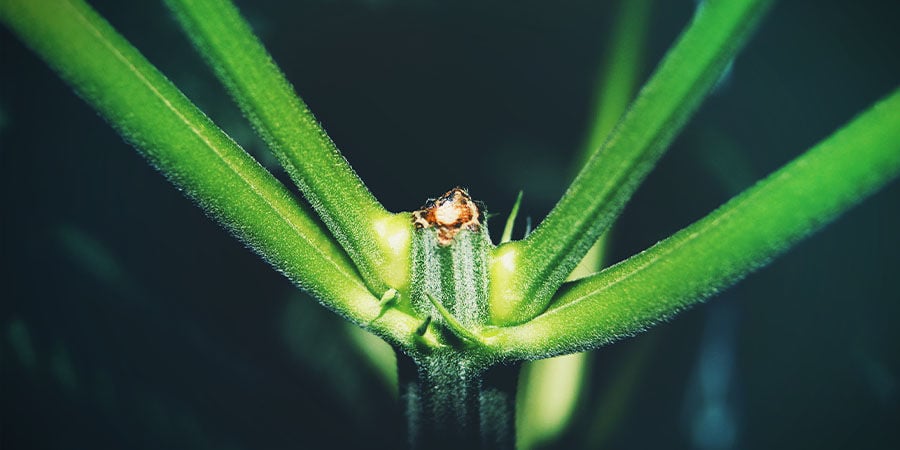 How to Clean Cannabis Trimming Scissors - Zamnesia Blog