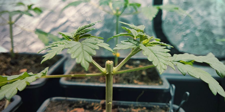 pruning pot plants