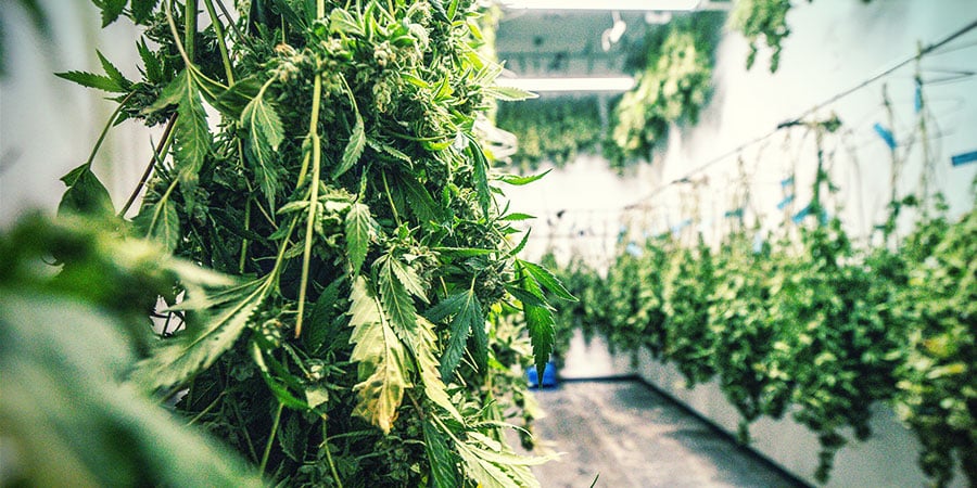 What Is Dry Cannabis Trimming?