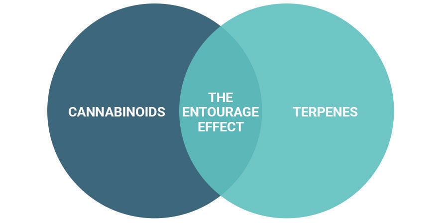Does the Entourage Effect Get You High?