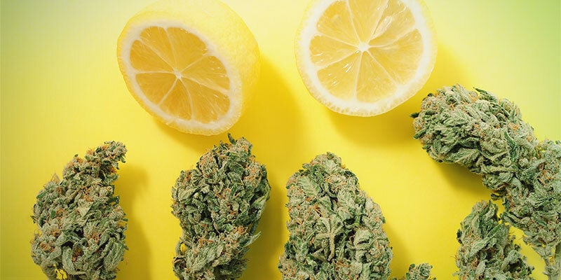 Entourage Effect and Terpenes
