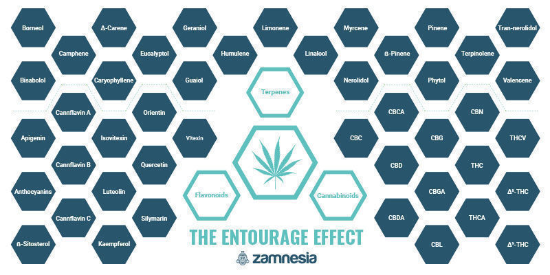The entourage effect — One of cannabis' great mysteries