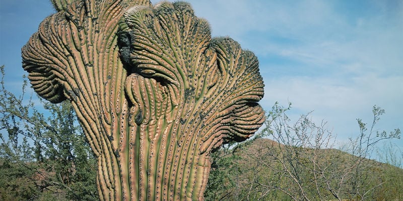 San Pedro Crested (Echinopsis Pachanoi Cristata)