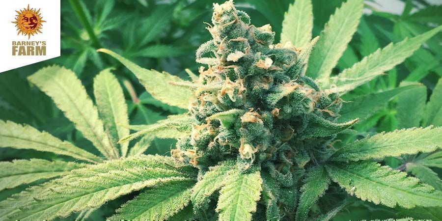 Top 10 Kush Cannabis Strains - Zamnesia Blog