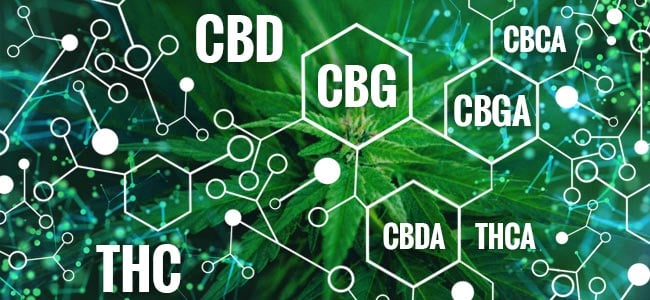 CBG vs CBD: What Are the Differences - 2020 Guide 