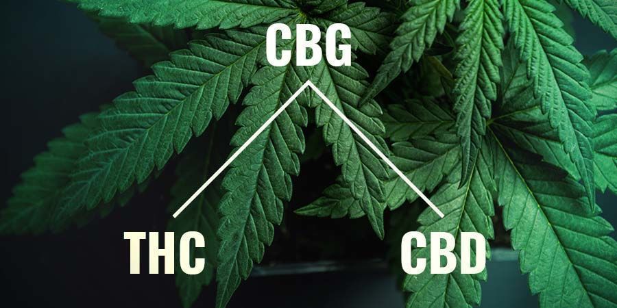 What Is CBG?