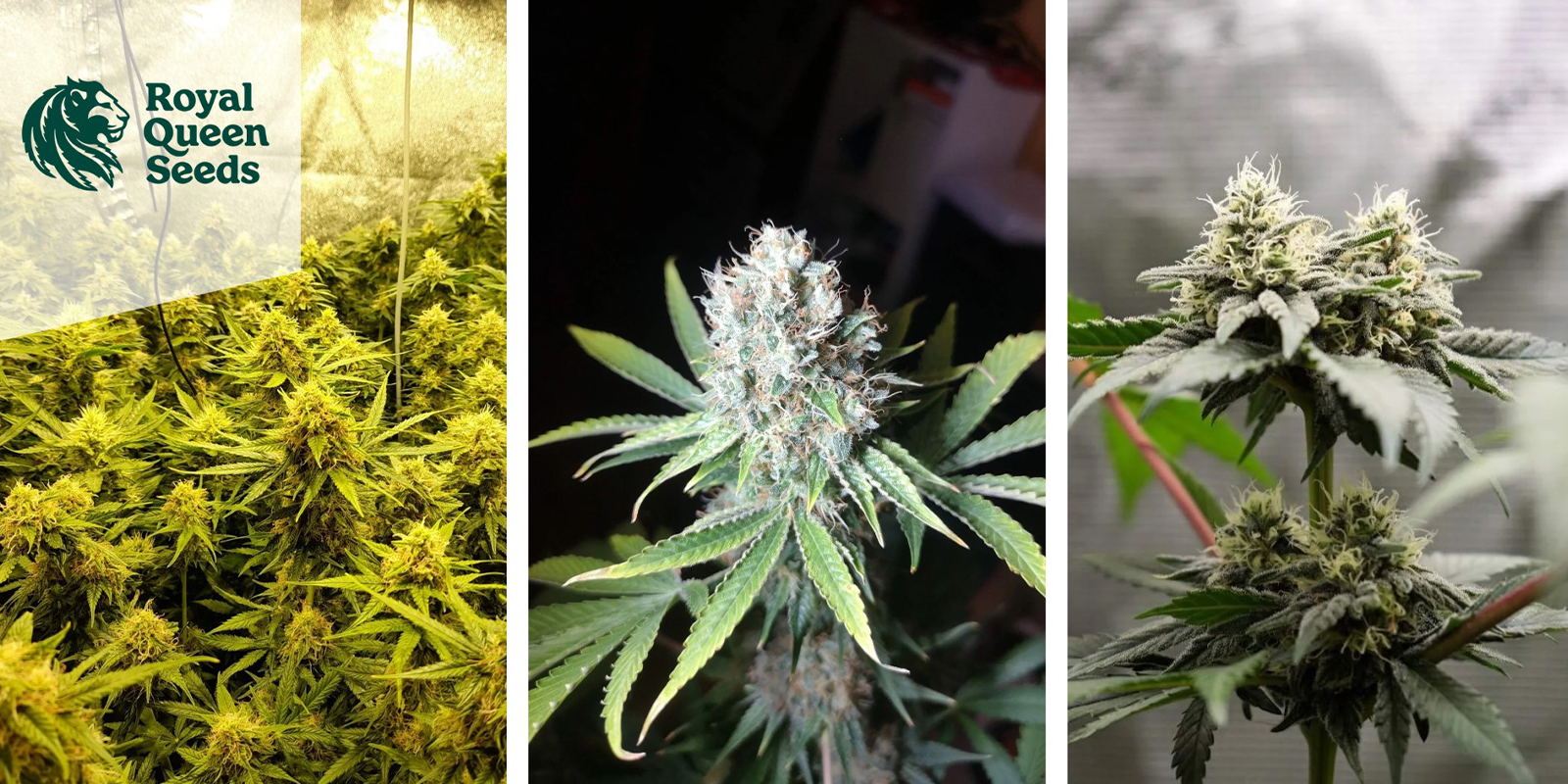 Speedy Chile Fast Flowering: Royal Queen Seeds