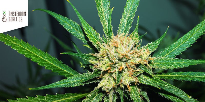 The Best And Worst Types Of Cannabis Highs - Zamnesia Blog