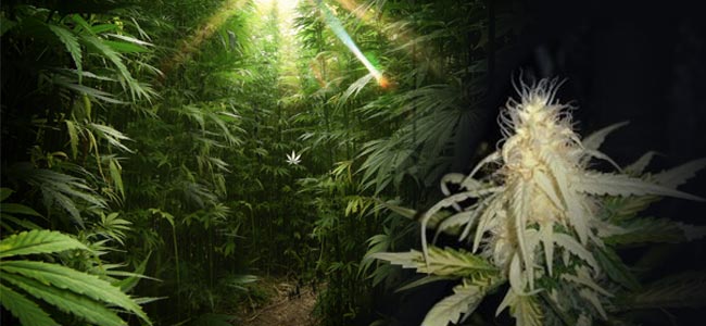 Albinism In Cannabis Plants: Fact Or Fiction?